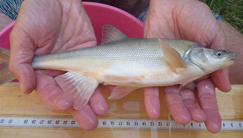 Humpback chub