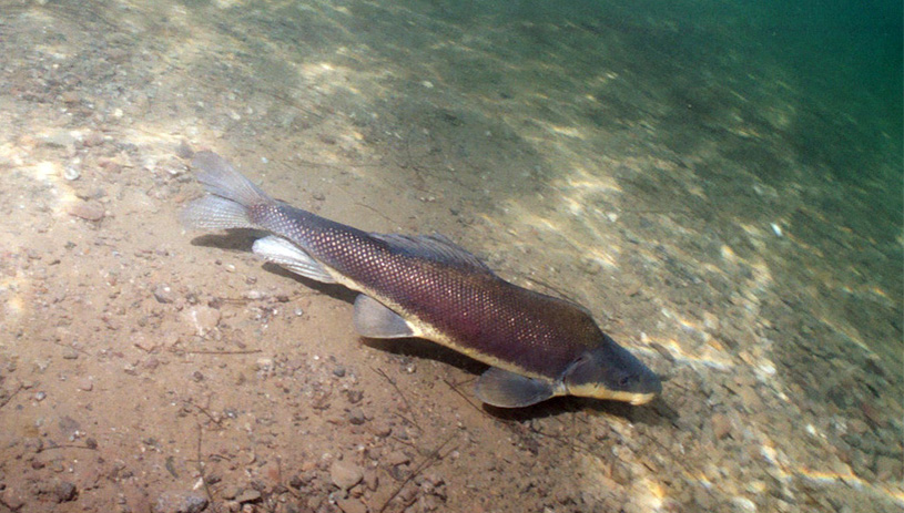 Razorback sucker