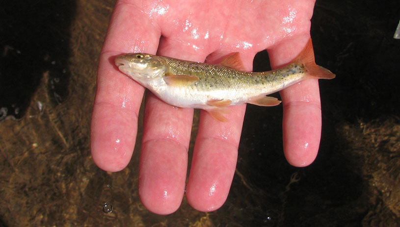 Speckled dace
