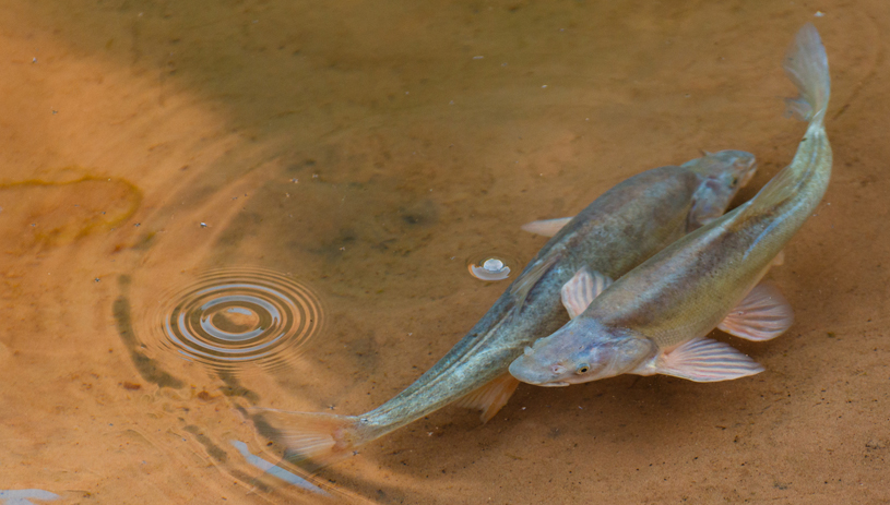Humpback chub in the Lower Colorado River, photo by Jack Dykinga