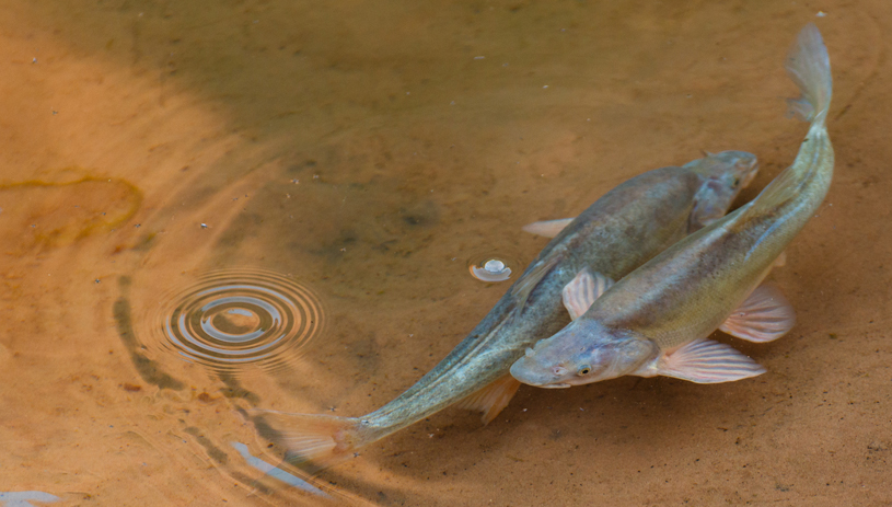 Humpback chub in the Little Colorado River