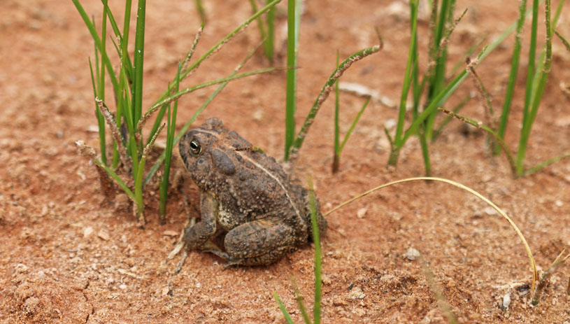 American toad photo by Andrey Zharkikh