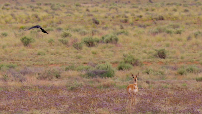 Photo by Betty Dickens, Arizona Antelope Foundation 