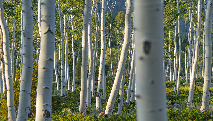 Aspen turn a brilliant yellow in the fall.