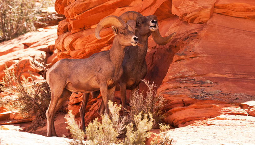 Desert Bighorn Sheep, Zion National Park. Photo by James Marvin Phelps