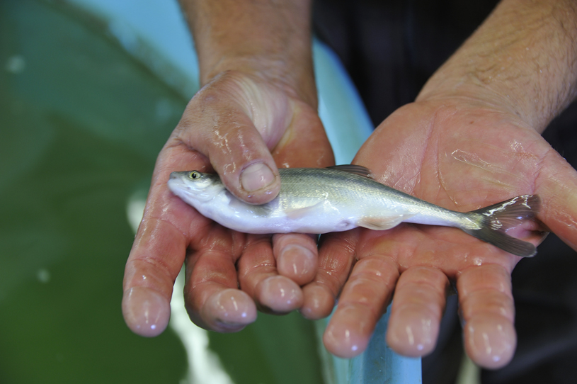 Bonytail minnow, photo by Michael Collier