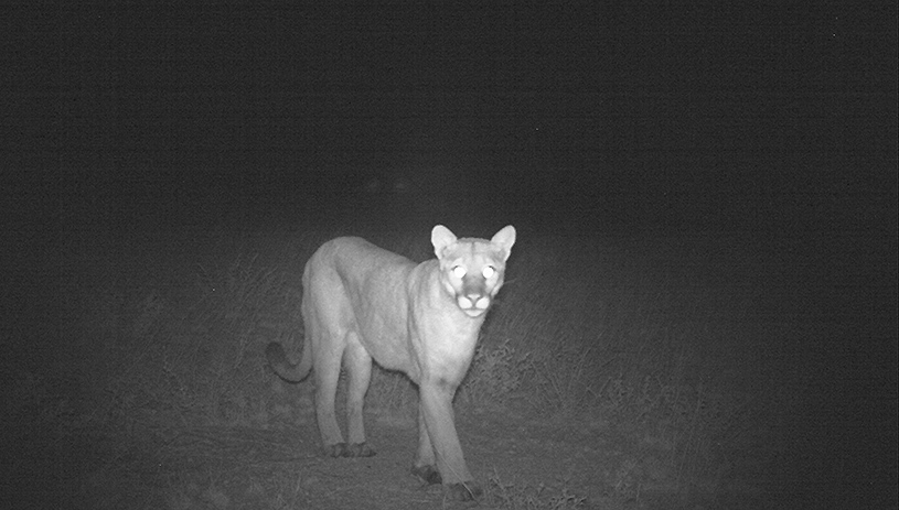 A camera trap captured this photo of mountain lion in the east parcel of the proposed monument.