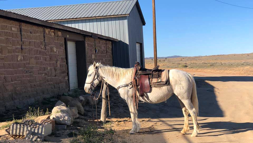 Many of the market's customers arrive on horseback.