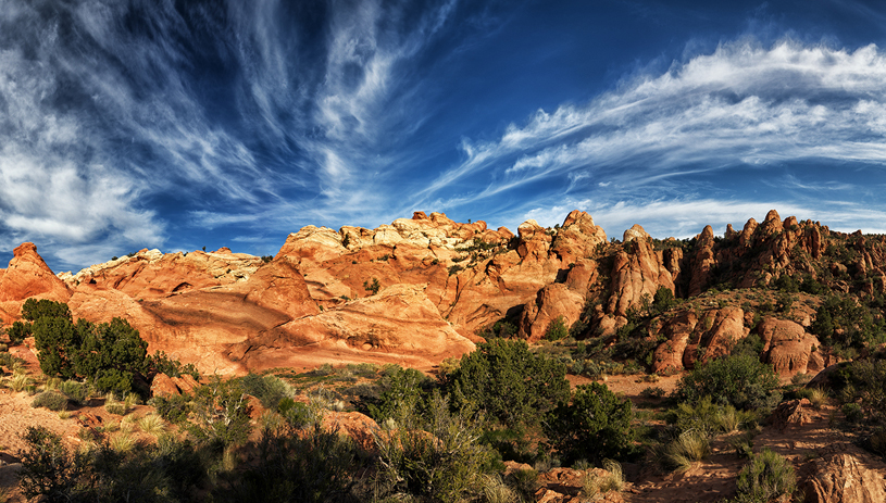 Cockscomb. Photo by Tim Peterson