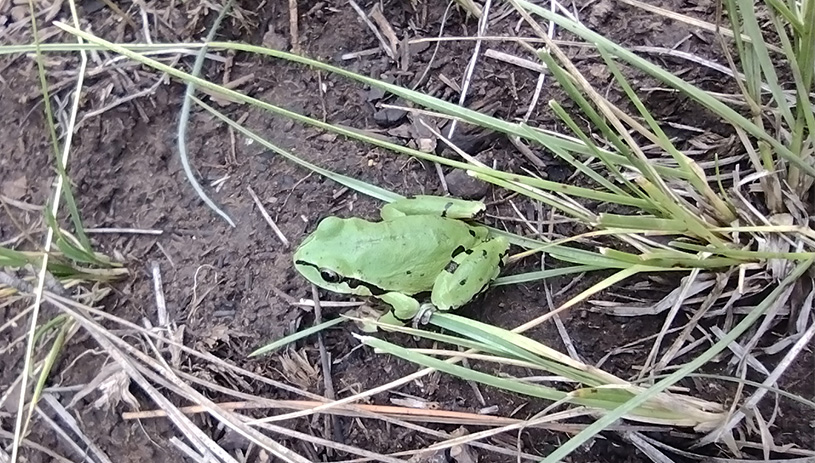 Arizona tree frog