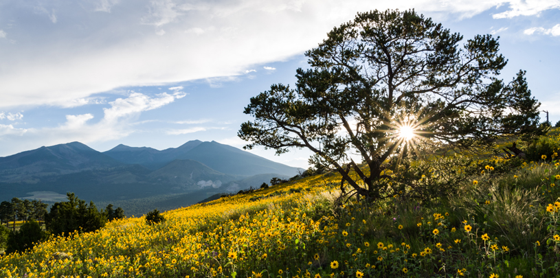 Coconino National Forest