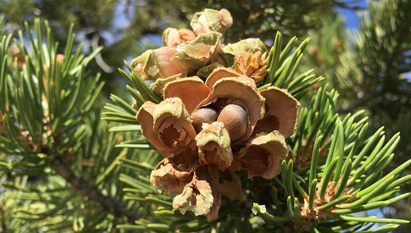 Pinyon pine nuts, photo by Famartin, Wikimedia Commons