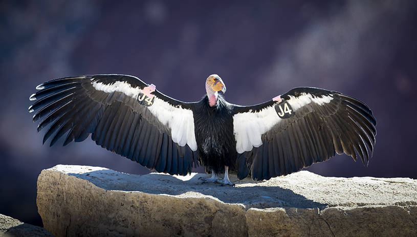 An endangered California Condor in Baaj Nwaavjo I'tah Kukveni Grand Canyon National Monument. ANDREW ORR