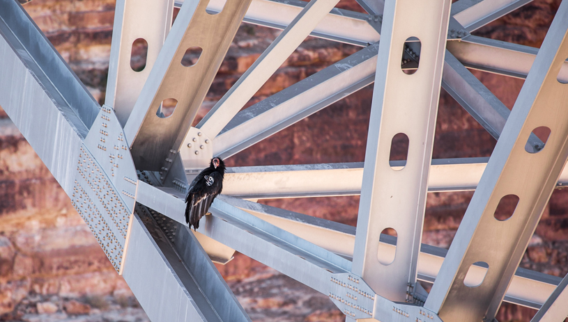 Condor on a bridge in Grand Canyon National Park. Photo by Ed Moss