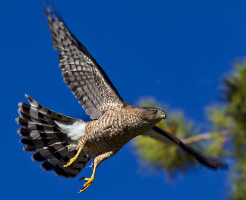 Cooper's hawk. Photo by Ted Grussing