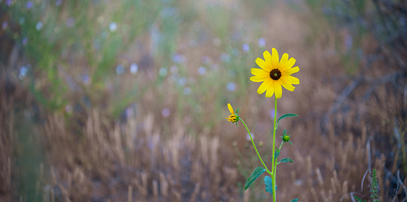 A flower blooms in GSENM