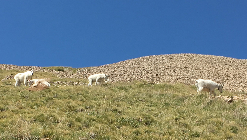 A goat kicking up dust and destroying alpine plants. MARC COLES-RITCHIE