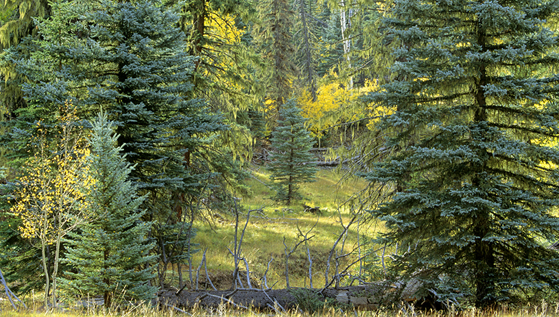 Changing colors on the North Rim