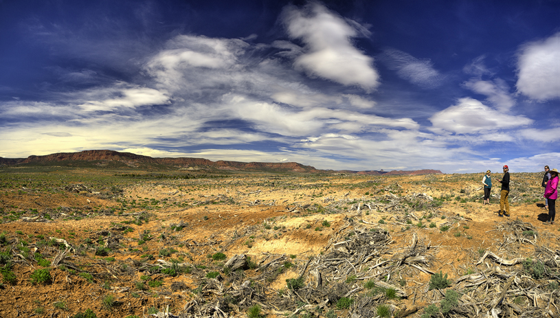 The site of a "chaining" treatment in Grand Staircase-Escalante National Monument. TIM PETERSON