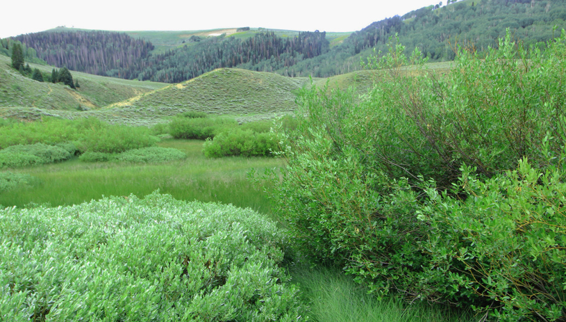 Left Fork of Huntington Creek. Photo by Marc Coles-Ritchie