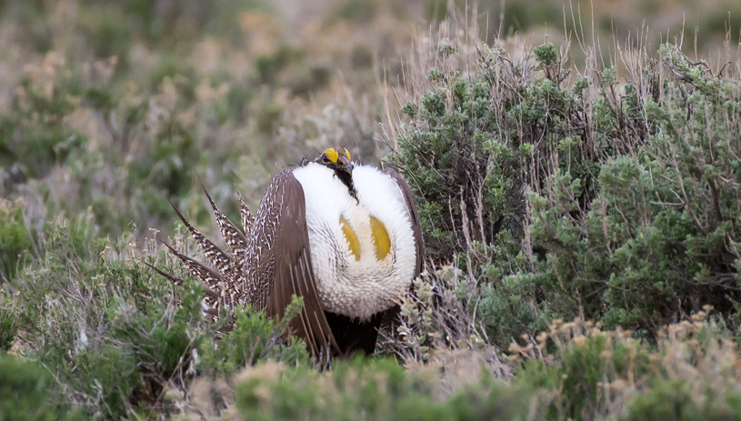 Male greater sage-grouse in Central Utah. Photo by Tom Becker, Utah Division of Wildlife Resources.