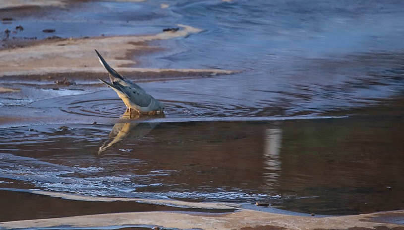 A mourning dove drinking and bathing in the evaporation pond at Canyon Mine on May 29, 2018. TAYLOR MCKINNON, CENTER FOR BIOLOGICAL DIVERSITY