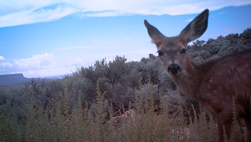Mule deer captured on a wildlife camera in the east parcel of the proposed monument.