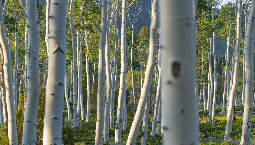 An area of the Pando aspen forest in Utah protected from grazing. Photo by Blake McCord
