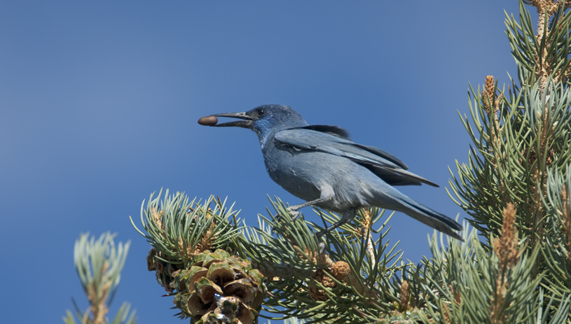 A pinyon jay holds a seed
