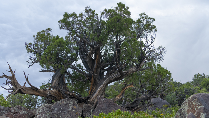 A pinyon tree stands tall in Grand Staircase.