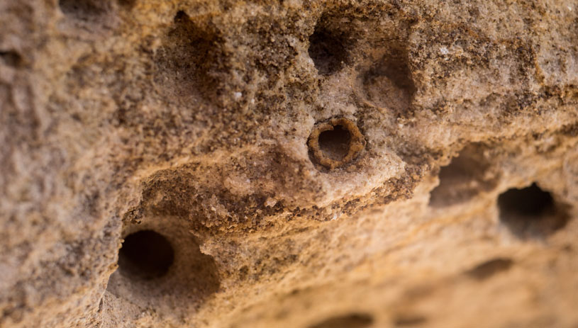 Plasterer bee tunnels in soft sandstone. Photo by Jonathan Barth