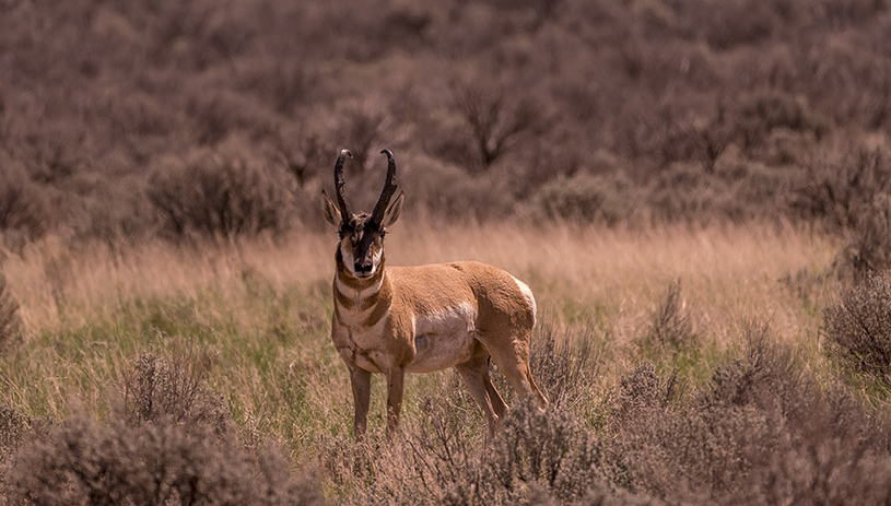 Pronghorn on the proposed monument. RICH RUDOW