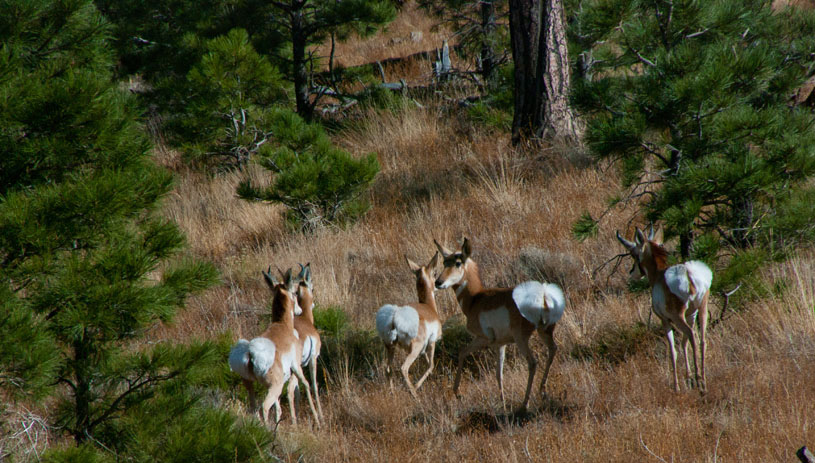 Pronghorn, Robinson Crater, Arizona. Photo by Deborah Lee Soltesz