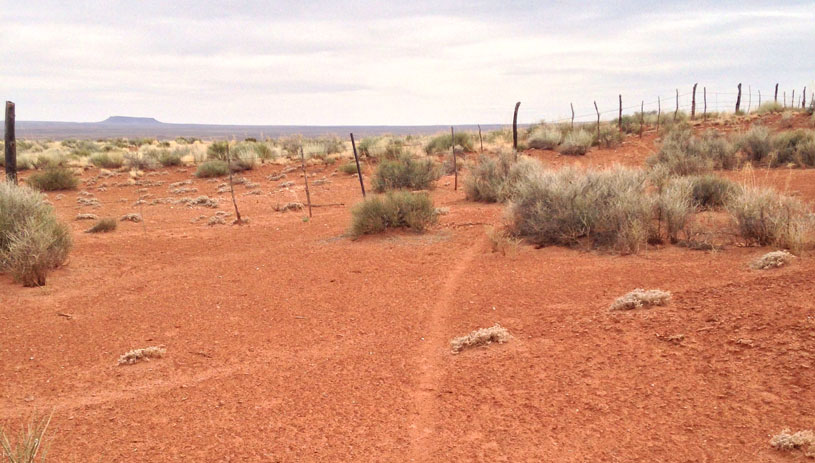 A pronghorn path