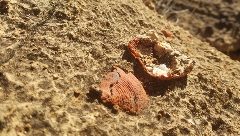 Fossils in the Redwall Limestone at the Grand Canyon