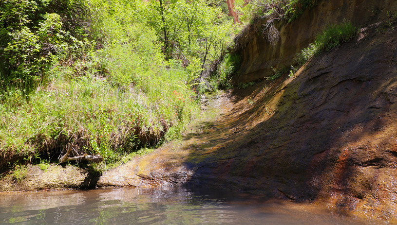 Unnamed Spring in Death Hollow supports a hanging garden. Marc Coles-Ritchie