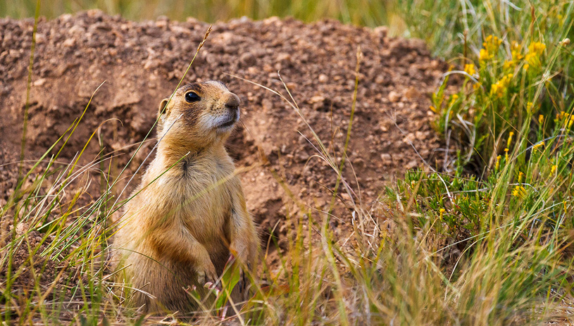 Utah prairie dog, Bryce Canyon National Park. Photo by James Marvin Phelps