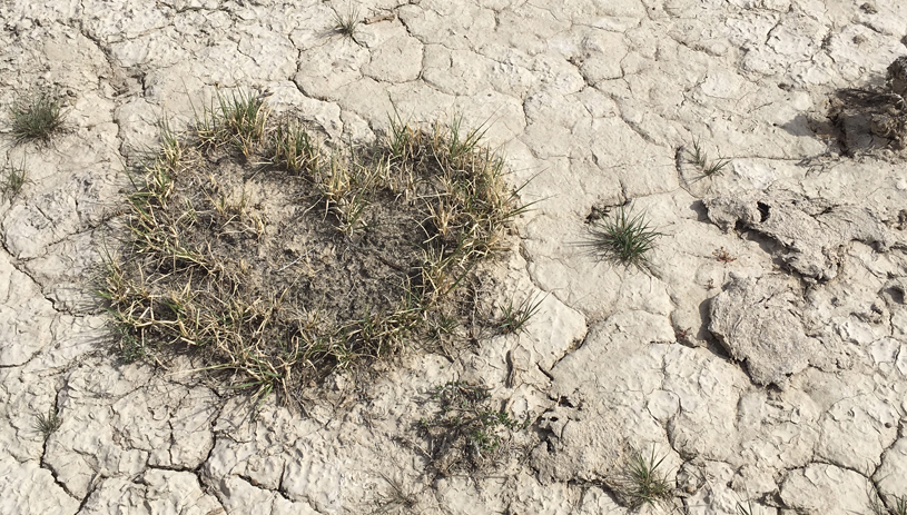 A grass heart on parched desert land. Photo by Denise Ayers.