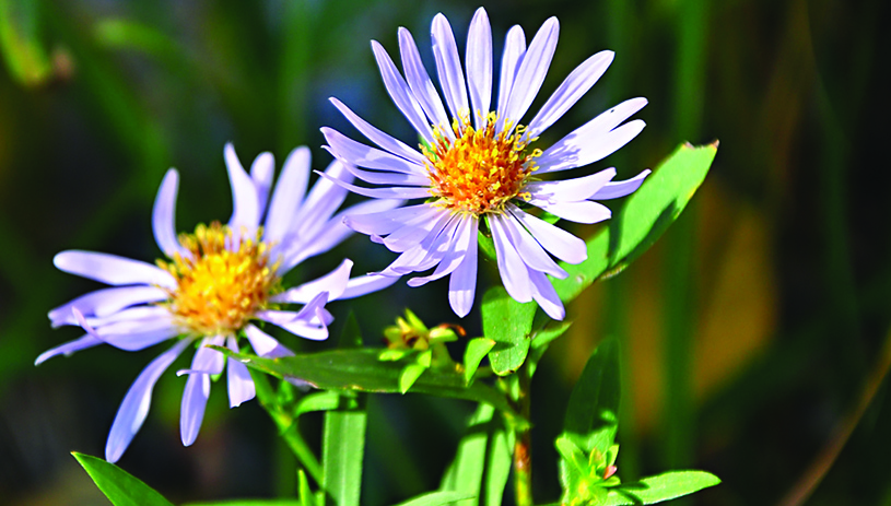 Aster. Photo by Tony Frates