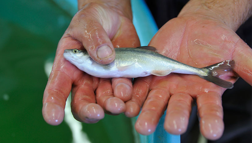 Bonytail chub