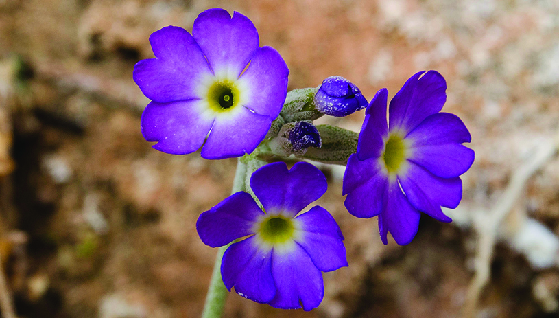 Cave primrose. Photo by Steve Hegji