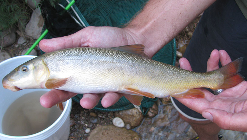 Flannelmouth sucker