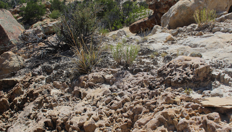 Fossilized biological soil crust. Photo by Mary O'Brien