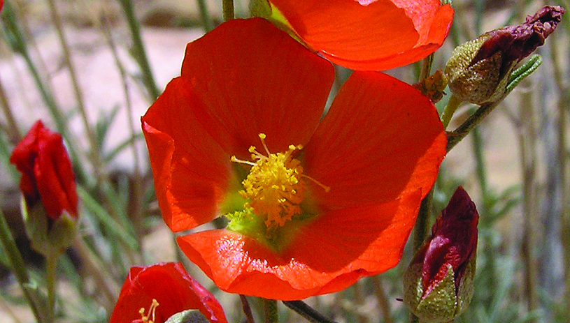 Globe mallow. Photo by Al Schneider