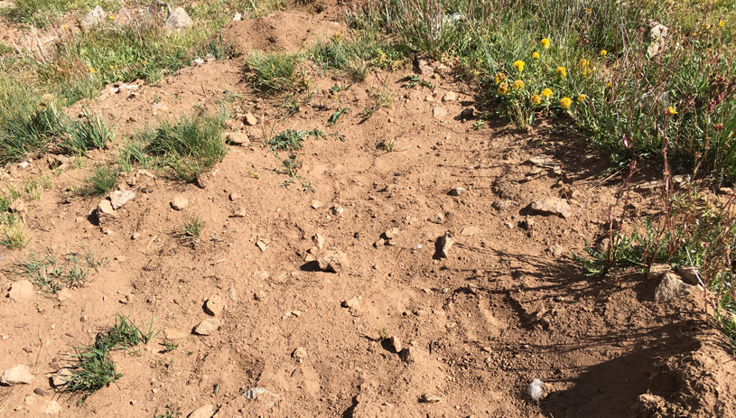 A goat wallow in the La Sal Mountains. Photo by Marc Coles-Ritchie