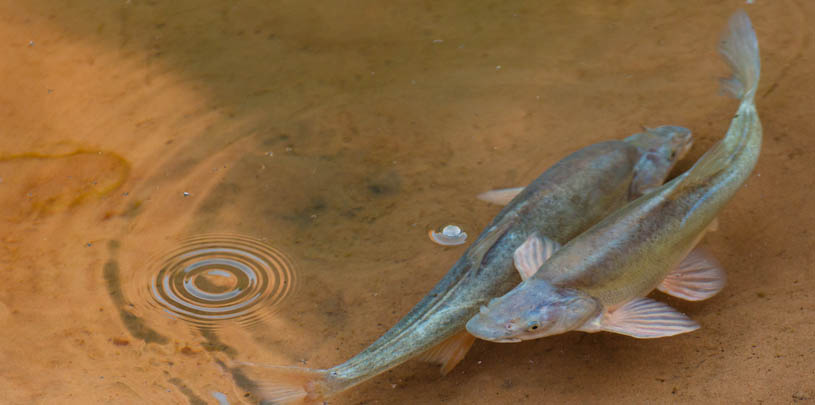 Humpback Chub