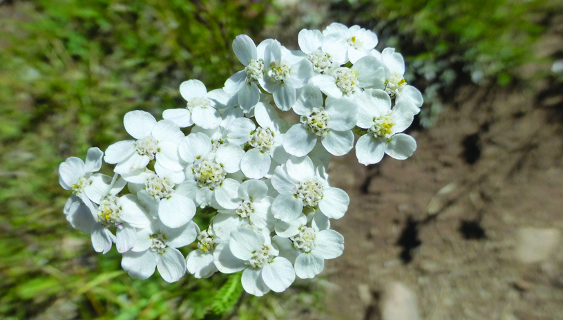 Yarrow. Photo by Marc Coles-Ritchie