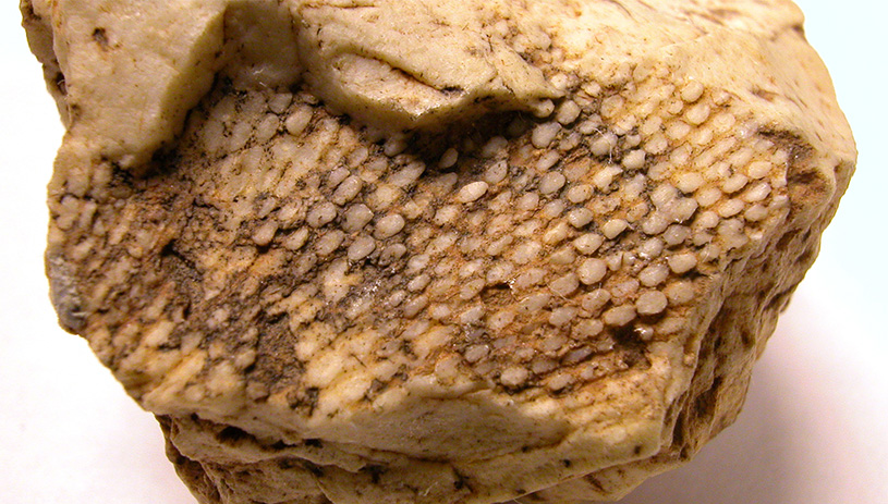 Bryozoan fossil in the Redwall limestone