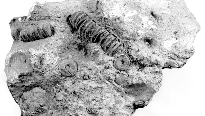Crinoid fossils are commonly found in the Kaibab formation. MICHAEL QUINN, NPS