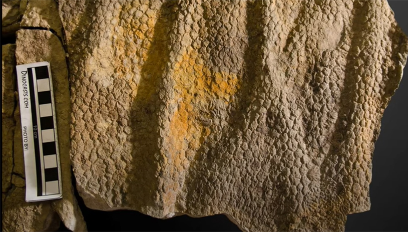 Fossil of duck-billed dinosaur skin. Bureau of Land Management video available at https://youtu.be/7ooZikVNCSM?t=773
